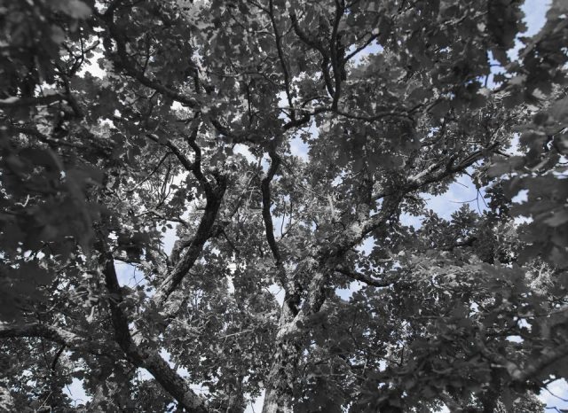 assurance-vie-rendement-fonds